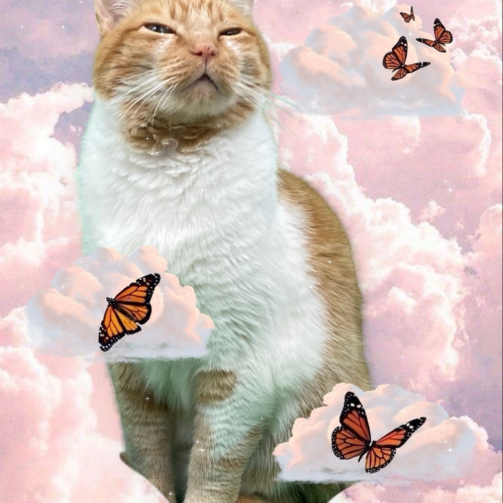 Meet your Posher, Beardnbutterfly
